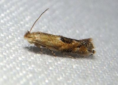 0577 - Bucculatrix pomifoliella; Apple Skeletonizer