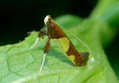 0595 - Caloptilia bimaculatella; Leaf Blotch Miner Moth species