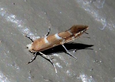 0803-0841 - Cameraria Leaf Blotch Miner Moth species