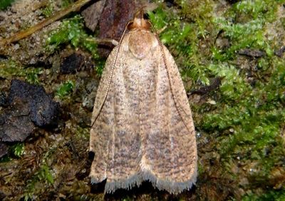 0957 - Psilocorsis reflexella; Dotted Leaftier