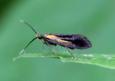 1059 - Mathildana newmanella; Concealer Moth species