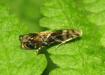 2255 - Holophysis emblemella; Twirler Moth species