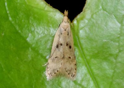 2288 - Dichomeris punctipennella; Many-spotted Dichomeris