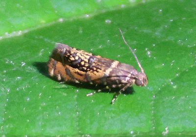 2338 - Glyphipterix quadragintapunctata; Sedge Moth species