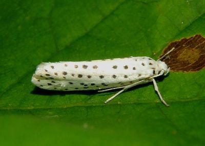 2420 - Yponomeuta multipunctella; American Ermine Moth