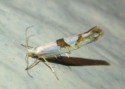 2467 - Argyresthia oreasella; Cherry Shoot Borer