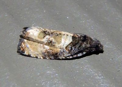 2747 - Hulda impudens; Impudent Hulda