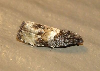 2747 - Hulda impudens; Impudent Hulda