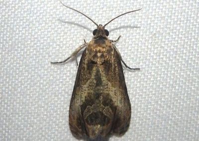 2804 - Olethreutes hamameliana; Tortricid Moth species
