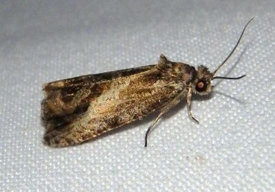 2804 - Olethreutes hamameliana; Tortricid Moth species