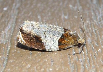 2827 - Olethreutes ferriferana; Hydrangea Leaftier