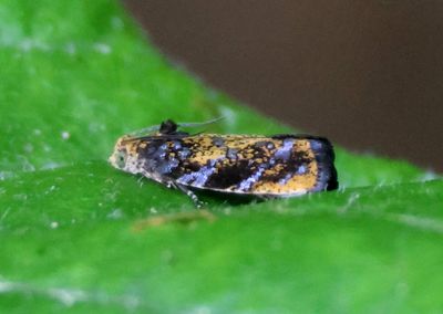 2830 - Olethreutes auricapitana; Gold-headed Leafroller