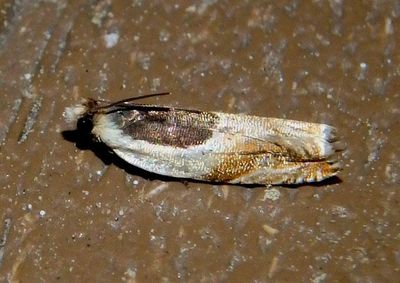 3367 - Ancylis burgessiana; Oak Leaffolder