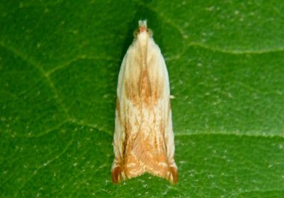 3370 - Ancylis platanana; Tortricid Moth species