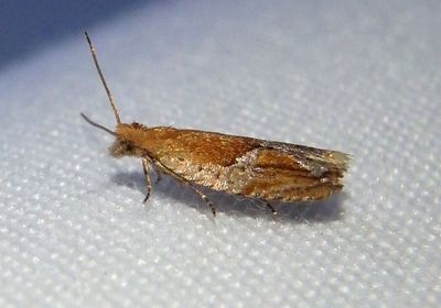 3374 - Ancylis conflexana; Strawberry Leafroller