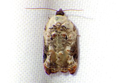 3510 - Acleris nivisellana; Snowy-shouldered Acleris