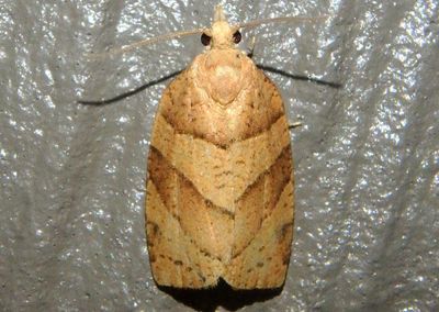 3593 - Pandemis lamprosana; Woodgrain Leafroller