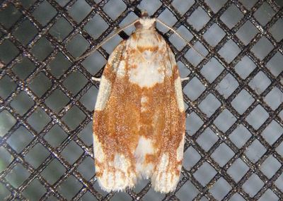 3624 - Argyrotaenia alisellana; White-spotted Leafroller