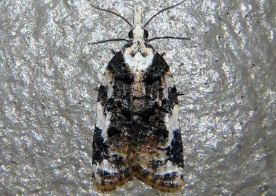 3743 - Platynota exasperatana; Exasperating Platynota
