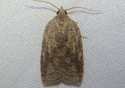 3748 - Amorbia humerosana; White-lined Leafroller