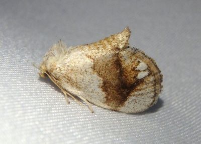 4659 - Packardia geminata; Jeweled Tailed Slug Moth