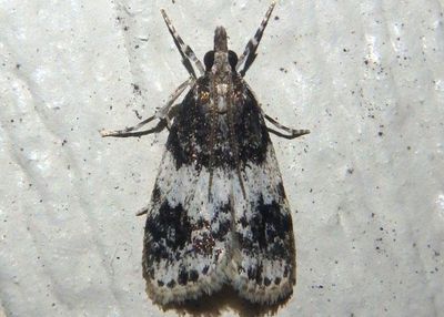 4718 - Scoparia cinereomedia; Crambid Snout Moth species