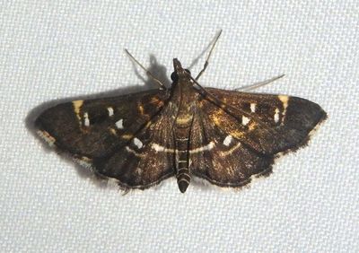 5174-75 - Diathrausta reconditalis/harlequinalis complex; Crambid Snout Moth species