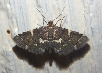 5176 - Anageshna primordialis; Yellow-spotted Webworm Moth