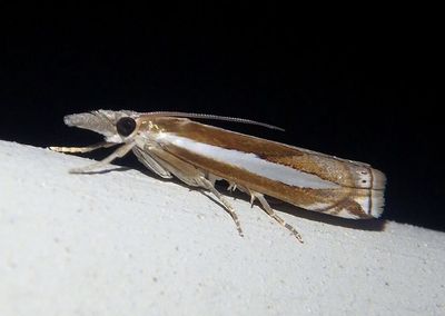 5355 - Crambus praefectellus; Common Grass-veneer