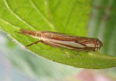 5363 - Crambus saltuellus; Pasture Grass-veneer
