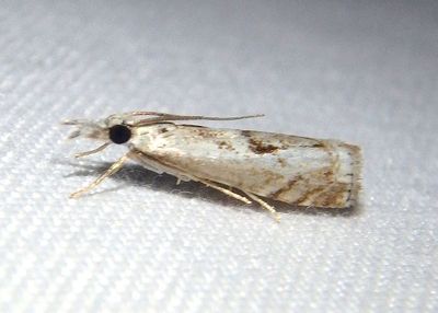 5424 - Microcrambus kimballi; Crambid Snout Moth species