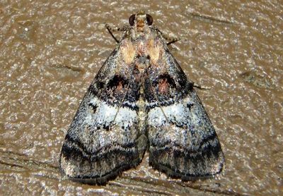 5606 - Pococera asperatella; Maple Webworm Moth
