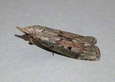 5629 - Aphomia sociella; The Bee Moth; female; exotic