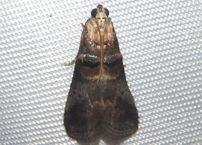 5673 - Acrobasis angusella; Hickory Leafstem Borer