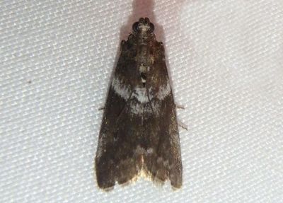 5775.1 - Salebriaria fasciata; Pyralid Moth species