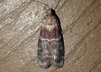 5997 - Euzophera ostricolorella; Root Collar Borer