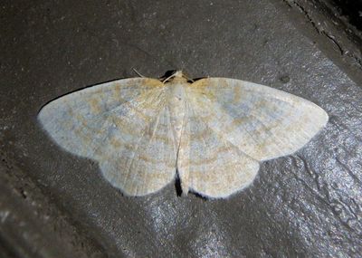 6815 - Gueneria similaria; False Yellow-dusted Cream