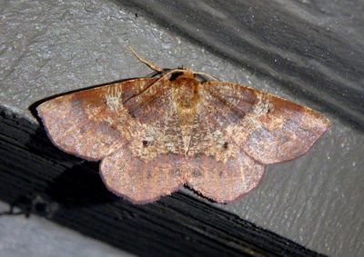 6823 - Metarranthis angularia; Angled Metarranthis Moth