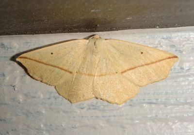 6963 - Tetracis crocallata; Yellow Slant-line