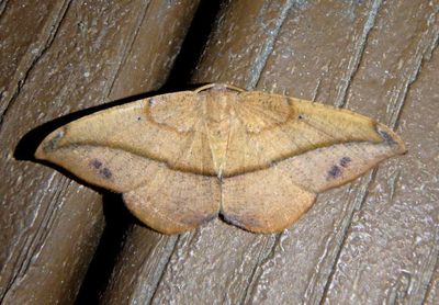 6974 - Patalene olyzonaria; Juniper-twig Geometer