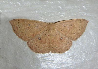 7136 - Cyclophora packardi; Packard's Wave