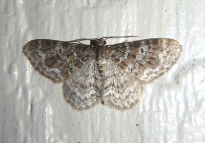 7422 - Hydrelia inornata; Unadorned Carpet
