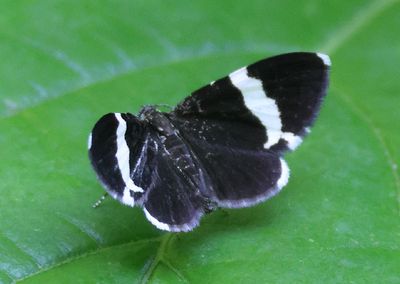 7430 - Trichodezia albovittata; White-striped Black
