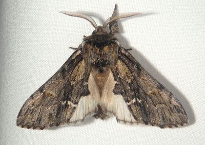 7917 - Hyperaeschra georgica; Georgian Prominent