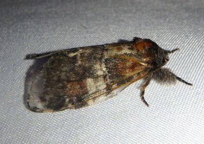 7921 - Peridea ferruginea; Chocolate Prominent
