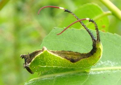 7942 - Americerura scitiscripta; Black-etched Prominent caterpillar