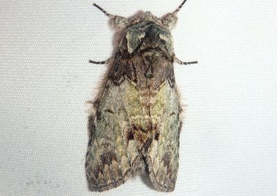 7975 - Macrurocampa marthesia; Mottled Prominent