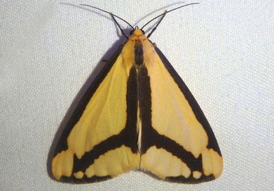 8111 - Haploa lecontei; LeConte's Haploa