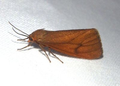 8118 - Virbia opella; Tawny Virbia