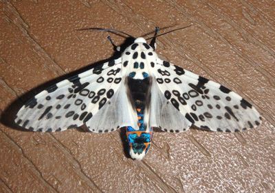 8146 - Hypercompe scribonia; Giant Leopard Moth